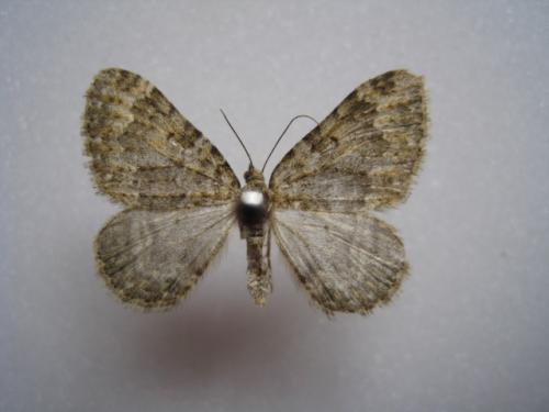 Réf. 56 998 : Nebula salicata