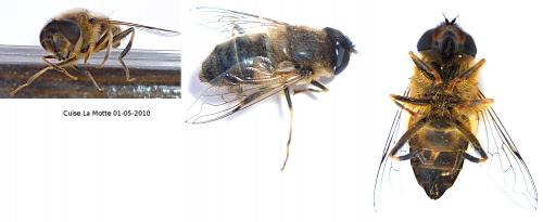 Eristalis pertinax