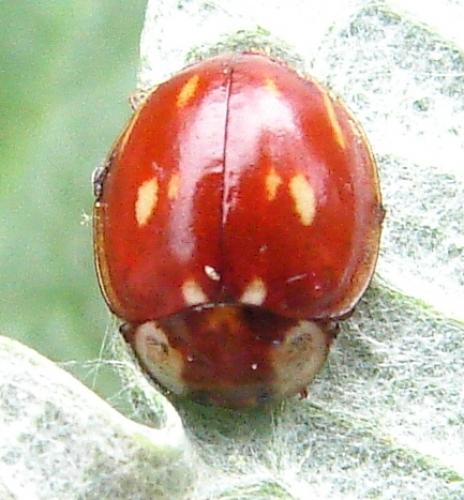 Myzia oblongoguttata