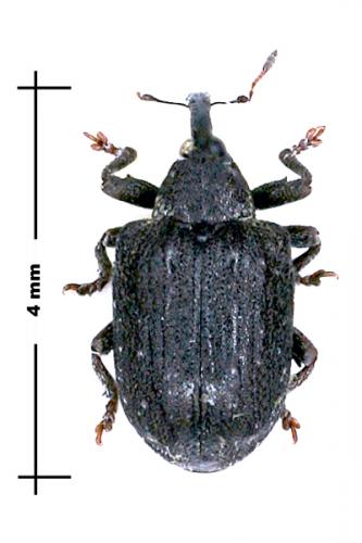 Stereonychus fraxini