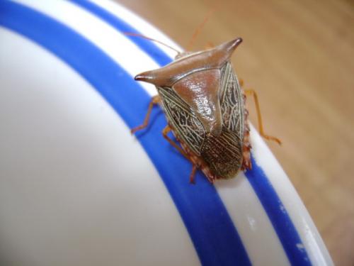 Edessa reticulata