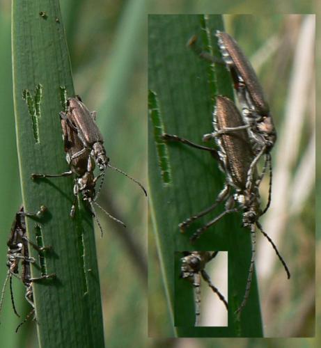 Réf. 56 468 : Donacia cinerea