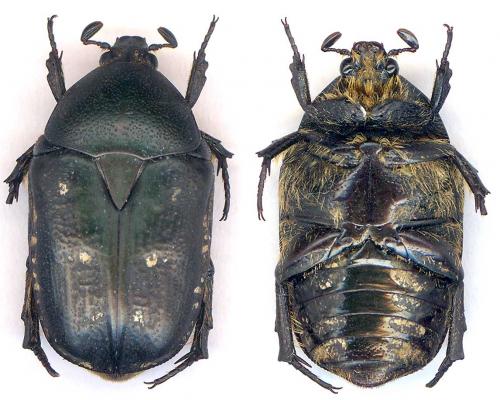 Réf. 56 986 : Tephraea simonsi