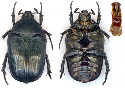 Tephraea simonsi