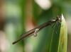 56323 – Photo : brigitte ghilain – Belgique