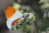 56620 – Photo : Jérémie Lemarié – France (85)