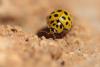 Psyllobora vigintiduopunctata