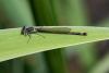56317 – Photo : brigitte ghilain – Belgique