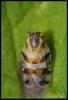 56341 – Photo : Jean-Philippe Sanquer – France (29)