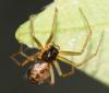 56586 – Photo : Christine DEVILLERS – Belgique