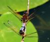 56725 – Photo : brigitte ghilain – Belgique