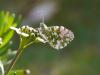 56390 – Photo : Remy GENTNER – France (67)