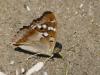 56414 – Photo : Remy GENTNER – France (67)
