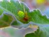 56608 – Photo : Jean DEXHEIMER – France (40)