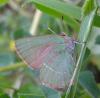 56368 – Photo : H. Dumas – France (13)