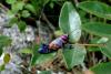 56419 – Photo : Alejandro Ramirez Gr – Mexique