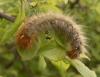 56831 – Photo : camille thomas – France (39)