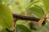 56477 – Photo : D. Malecot – France (39)