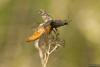 56411 – Photo : fabian constant – Belgique
