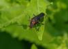 56871 – Photo : Michel Ehrhardt – France (68)