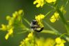 56769 – Photo : Michel Ehrhardt – France (68)