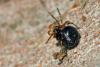 56447 – Photo : Liboupat – France (83)