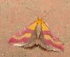 56010 – Photo : Arnaud Jean-Pierre – France (66)