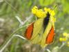 56095 – Photo : Arnaud Jean-Pierre – France (11)