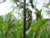 56453 – Photo : Denis Reudet – France (34)
