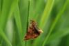 56764 – Photo : Francois Griffault – France (86)