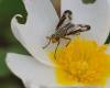 56676 – Photo : taeniatus – France (83)