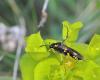 56681 – Photo : taeniatus – France (83)