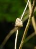 56133 – Photo : Francois Griffault – Roumanie