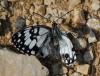 56689 – Photo : Dominique Bataille – France (34)