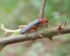 56144 – Photo : congo – Belgique