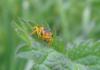56708 – Photo : congo – Belgique