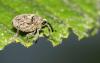 56031 – Photo : patrick derennes – France (94)