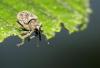 56039 – Photo : patrick derennes – France (94)
