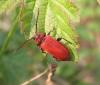 56326 – Photo : congo – Belgique