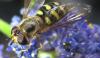 56343 – Photo : Philippe Legros – France (75)