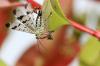 56754 – Photo : patrick derennes – France (44)