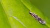 56963 – Photo : patrick derennes – France (94)
