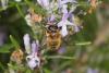 56050 – Photo : eudemis – France (33)