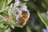 56051 – Photo : eudemis – France (33)