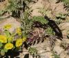 56046 – Photo : WIND Etienne – Maroc