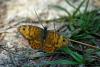 56671 – Photo : Bernard DELEFOSSE – France (26)