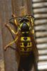 56536 – Photo : Bernard DELEFOSSE – France (84)