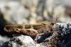 56777 – Photo : Bernard DELEFOSSE – France (26)