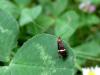 56962 – Photo : Bernadette Cassel – France (69)