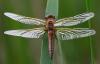 56946 – Photo : brigitte ghilain – Belgique